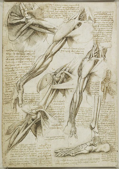 Cum arata O ZI din viata lui Leonardo da Vinci