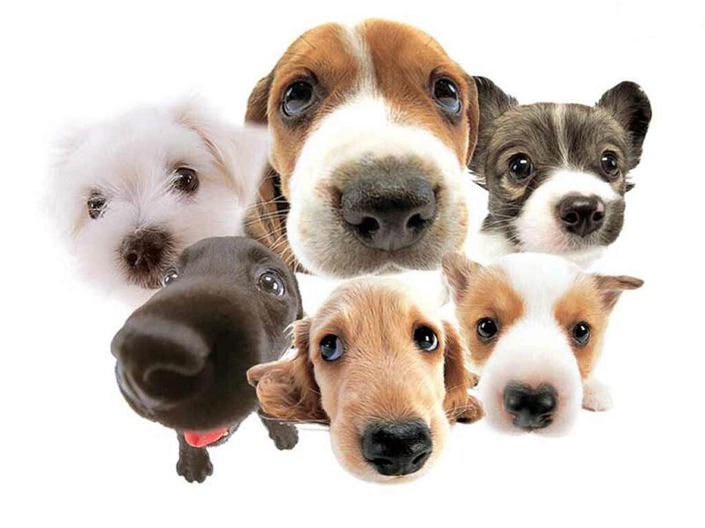 Ce este in mintea unui CAINE! Vezi un experiment inedit