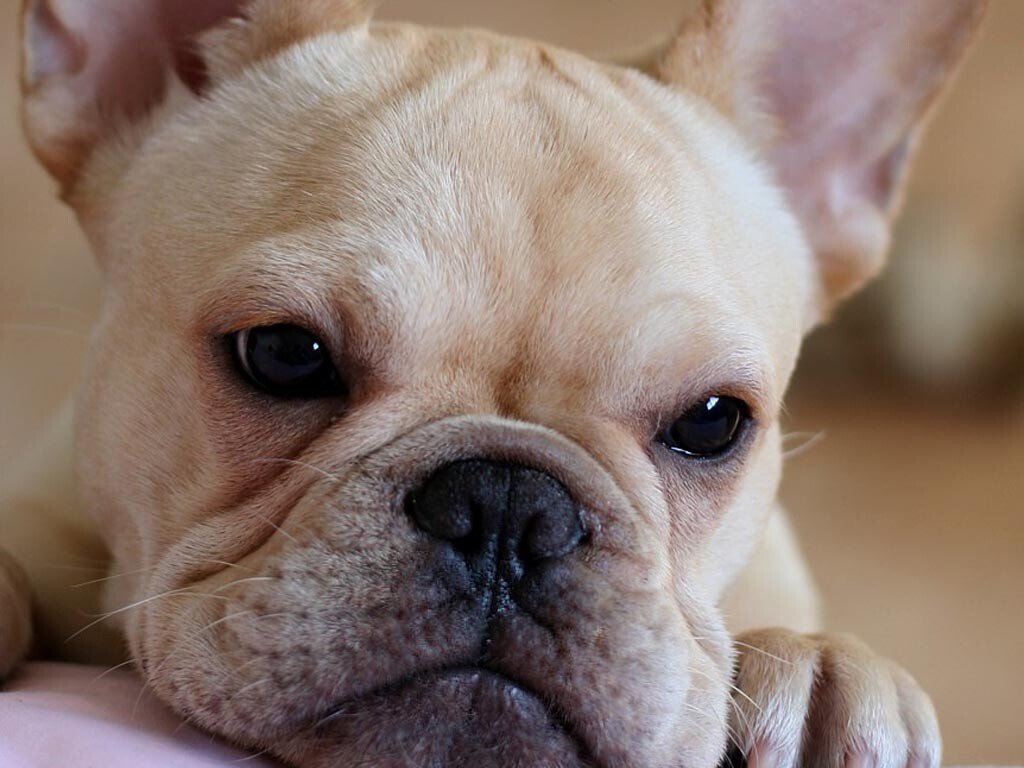 Imaginati-va ca sunteti caine si maine va treziti singur, flamand, la 4.100 kilometri de casa! 6 povesti uimitoare despre animale: