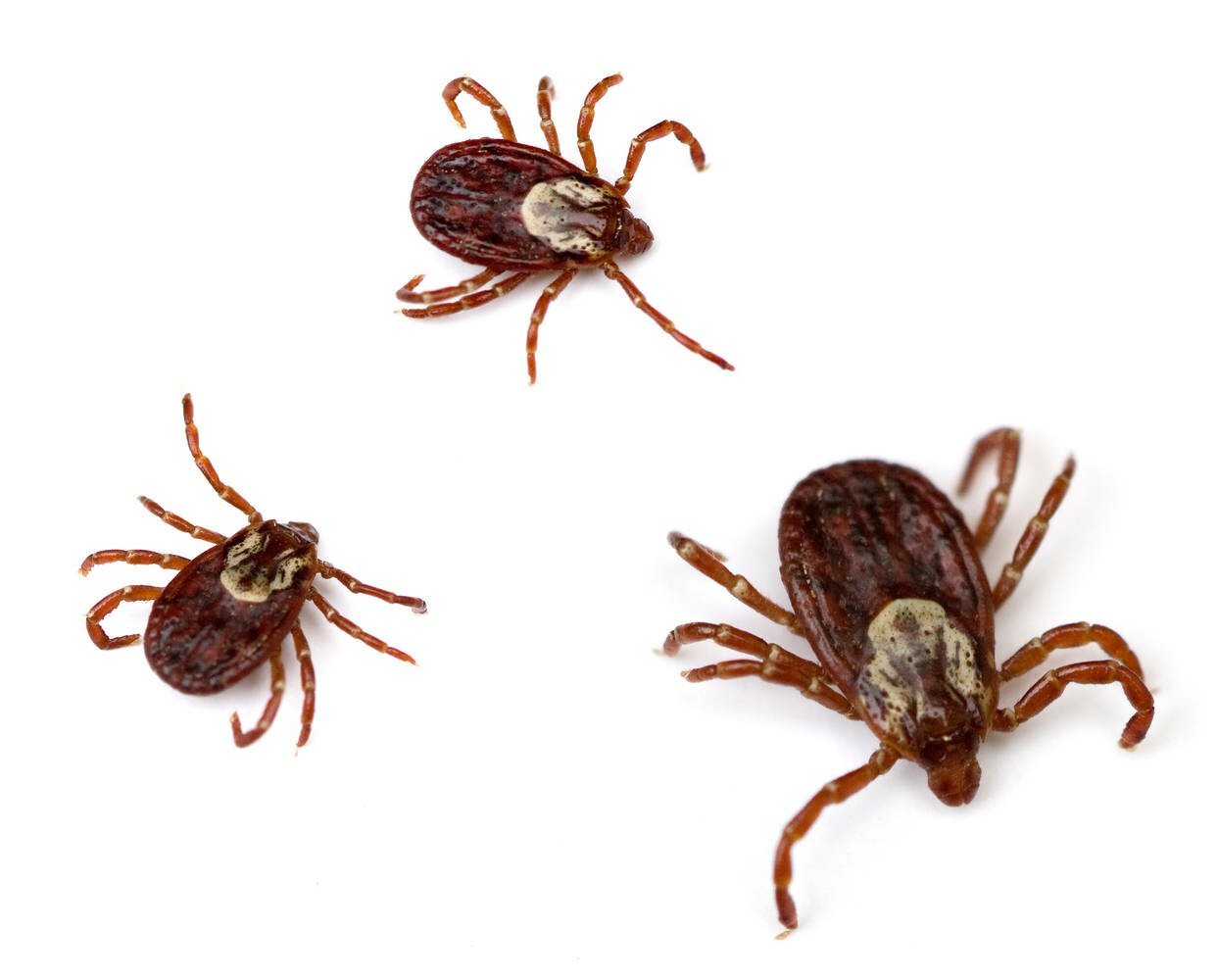 Cate cazuri de boala Lyme s-au inregistrat in Romania? Din ce cauza a crescut numarul capuselor