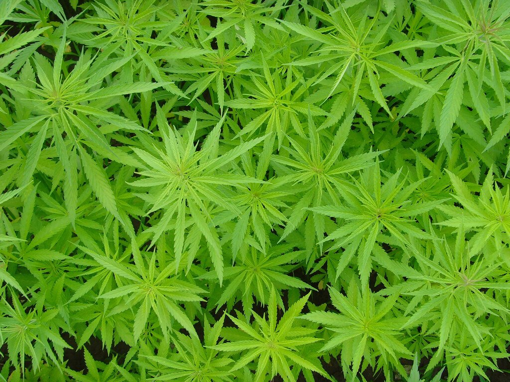 Au plantat marijuana in loc de iarba :))) VEZI UNDE: