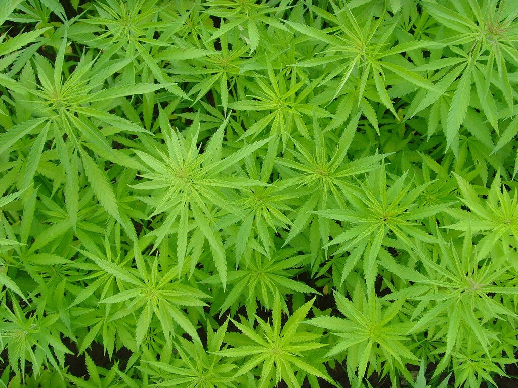 Au plantat marijuana in loc de iarba :))) VEZI UNDE: