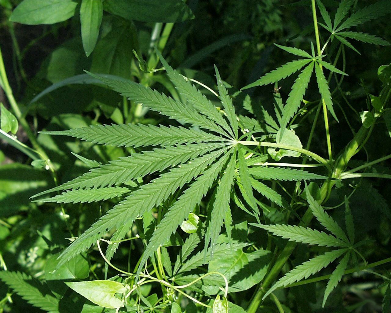 "Marijuana este un dar de la Dumnezeu" Ce MARE REGIZOR spune ASTA: