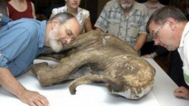 Oamenii de stiinta vor sa invie un pui de mamut care a stat inghetat mai bine de 4500 de ani