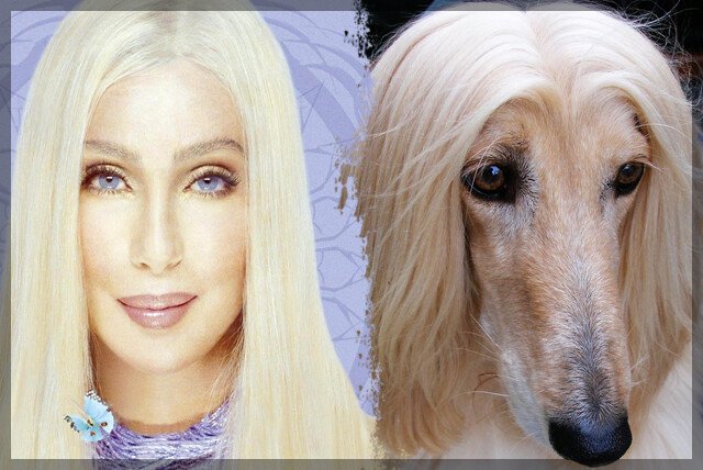 Senzational! 10 celebritati si 10 animale care le seamana perfect!