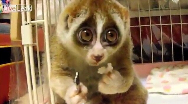 ASTA este cel mai AMUZANT clip pe care l-am vazut in utlima vreme pe NET: Cum mananca un "slow loris" orez! VIDEO