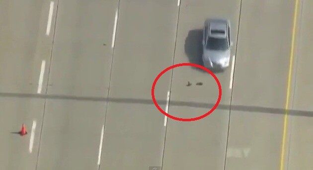 FAZA ZILEI: Cum traverseaza o RATA si bobocii ei o autostrada cu 6 benzi! VIDEO