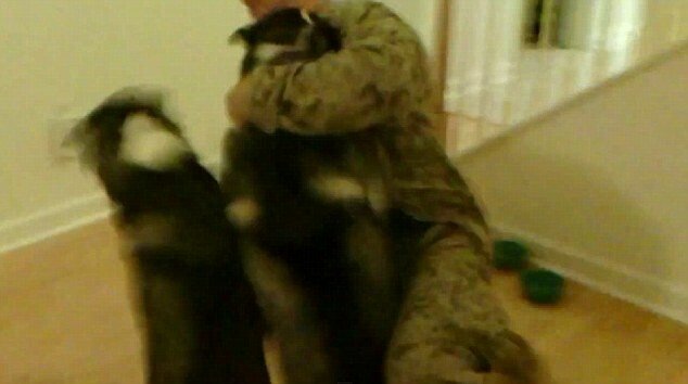 Cum reactioneaza 2 caini cand isi revad stapanul intors din Afganistan! VIDEO