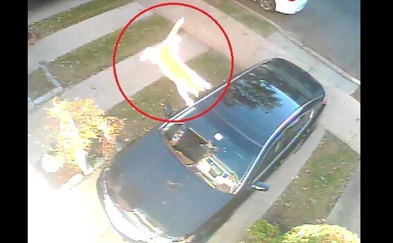 "Aveti grija unde parcati, cad pisici"! Acesta este probabil cel mai stupid "accident" din lume: VIDEO :))