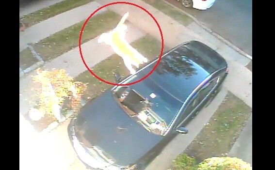"Aveti grija unde parcati, cad pisici"! Acesta este probabil cel mai stupid "accident" din lume: VIDEO :))