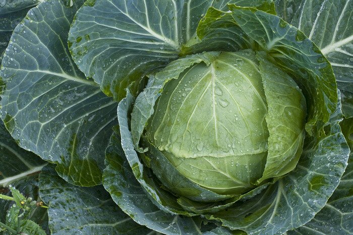Chinezii vor sa planteze VARZA pe Marte