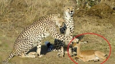 Povestea emotionanta a celor doi leoparzi care au respectat legea naturii! Motivul pentru care NU au mancat puiul de antilopa: