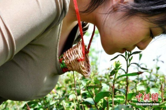 Chinezii cauta virgine care sa culeaga frunze de ceai cu buzele!