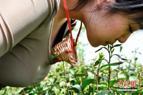 Chinezii cauta virgine care sa culeaga frunze de ceai cu buzele!