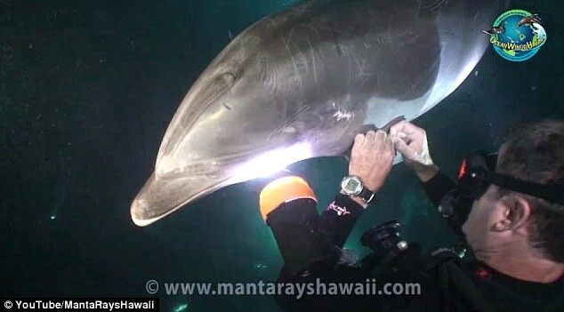 Cum este salvat un delfin de catre un scafandru! VIDEO
