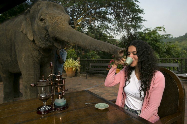 'O ceasca de cafea din intestinul unui elefant costa 50 de dolari': Uite care este cea mai cautata cafea din lume la aceasta ora: