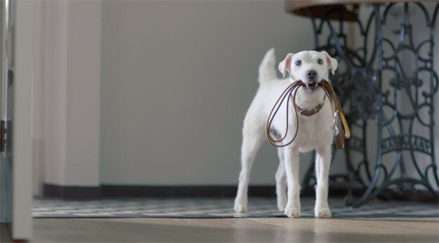 SuperBowl 2013 se apropie: Primele reclame: Volkswagen isi imagineaza caini in loc de masini :) VIDEO