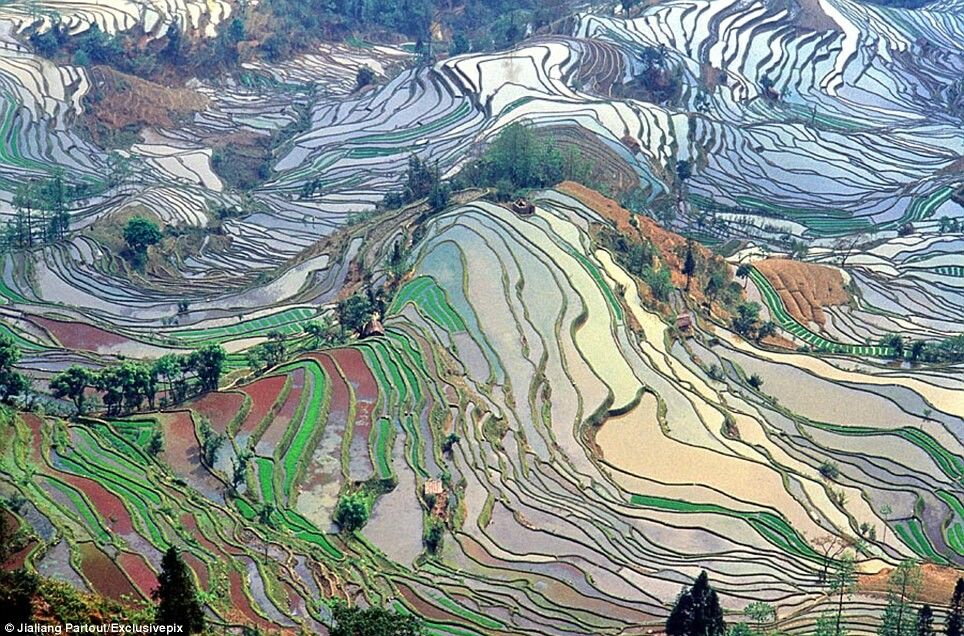 Imaginile care pot pacali ochiul uman: Cum arata orezariile din China: