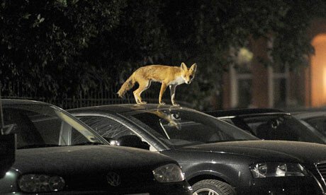 Masini, un aeroport si...urina de vulpe! Care e legatura?