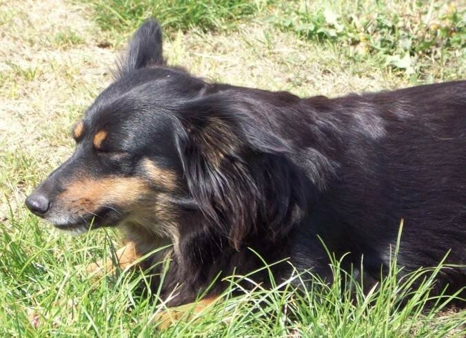 O fetita de 3 ani disparuta de acasa, tinuta in viata de un caine! VIDEO