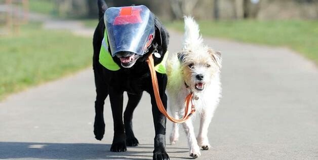 Geniala povestea asta: Un terrier, caine insotitor pentru amicul lui labrador orb! VIDEO