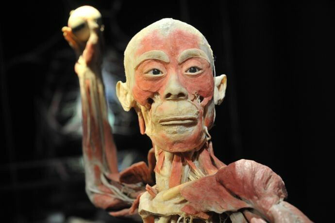Noi conditii pentru vizitarea expozitiei "The Human Body"