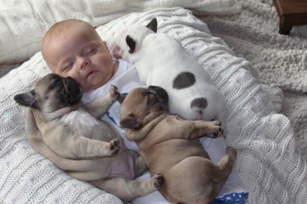 Poza zilei: Bebelusul care doarme alaturi de 3 bulldogi francezi