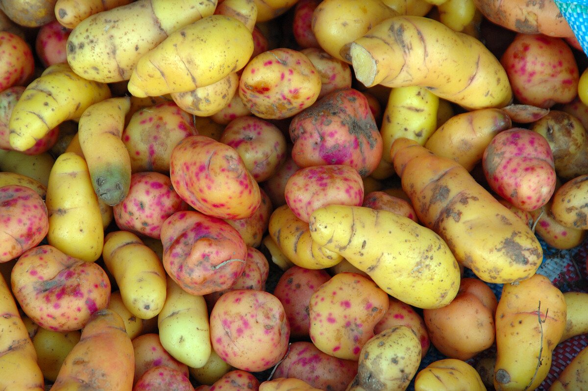 Ce leguma e in poza? Poze cu legume de care probabil nu ai auzit niciodata