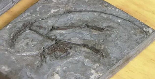 "Ne va spune o mare parte din istoria originii stramosilor nostri" Scheletul celui mai vechi stramos cunoscut al oamenilor, descoperit in China! VIDEO