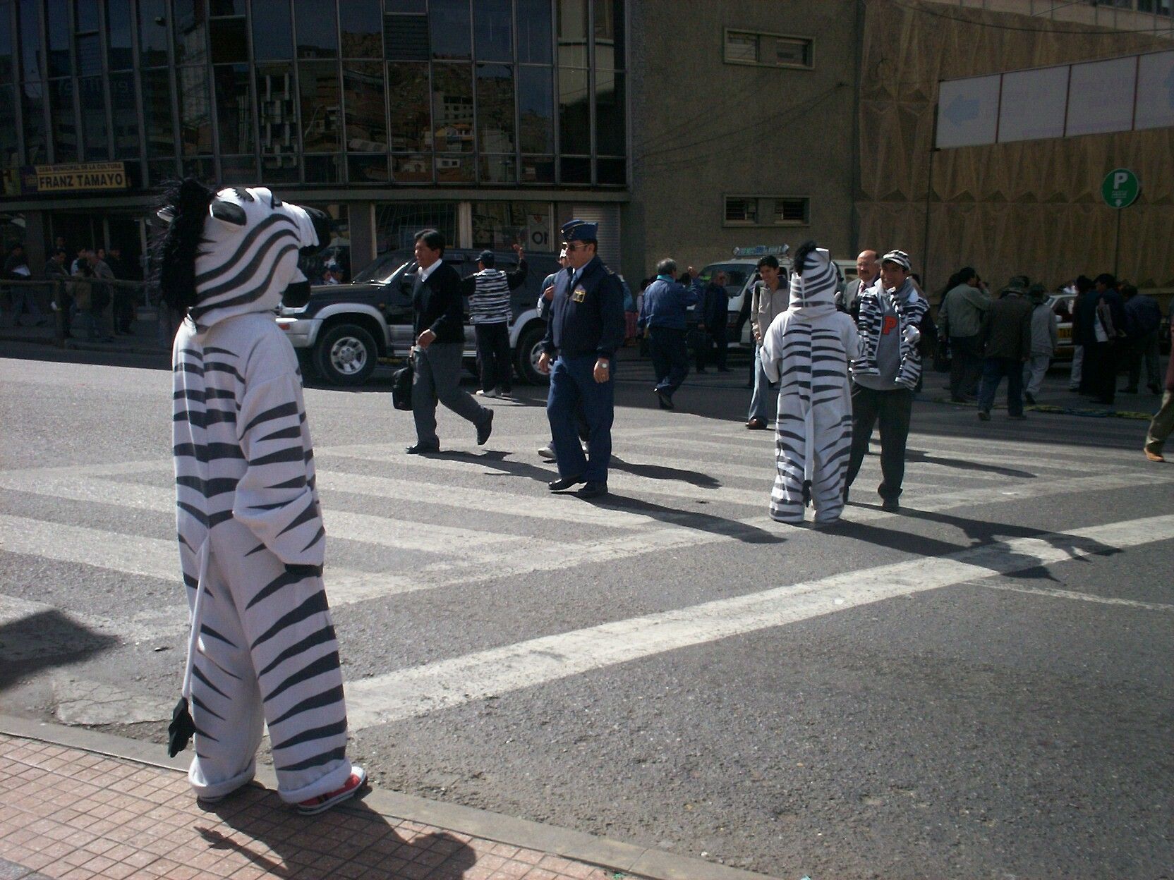 O zebra ajuta trecatorii sa treaca pe zebra! Se intampla in Bolivia si nu o gluma! VIDEO