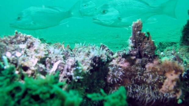 A fost descoperita o padure submarina veche de 50.000 de ani! FOTO
