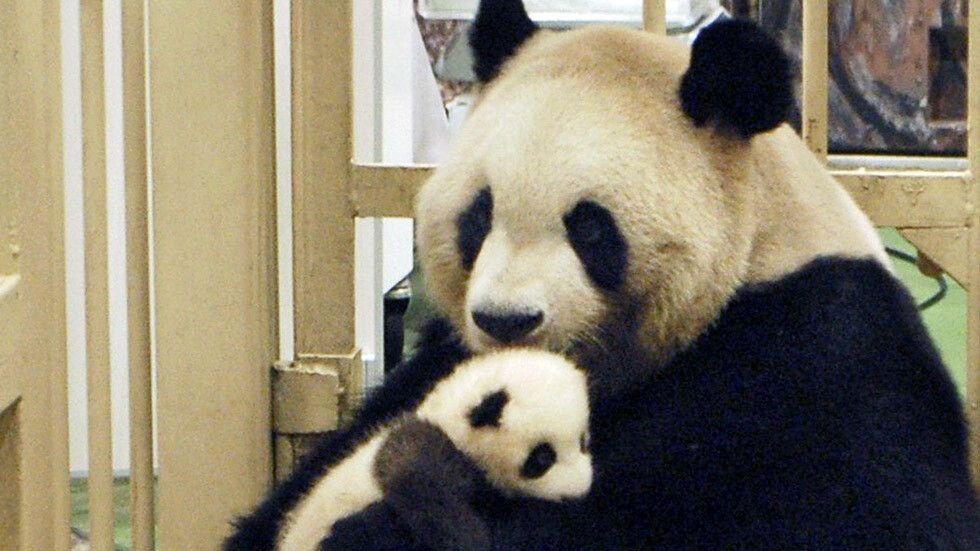 Nu s-a mai intamplat asta de 26 de ani: Gemeni de panda urias, nascuti la Gradina Zoologica din Atlanta! FOTO