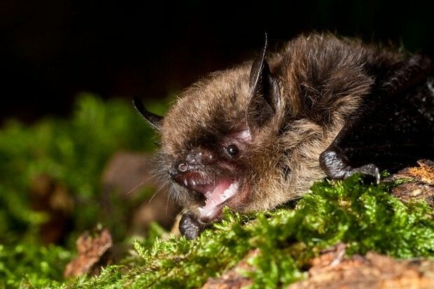 Are o greutate de doar cateva grame si poate sa traiasca pana la 40 de ani: Care este secretul longevitatii liliecilor