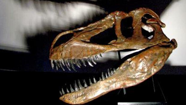 Cel mai mare dinozaur carnivor european, descoperit in Portugalia! VIDEO