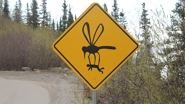 Atentie la nucile de cocos cazatoare: Acesta este drumul cu cele mai neobisnuite semne de circulatie! FOTO