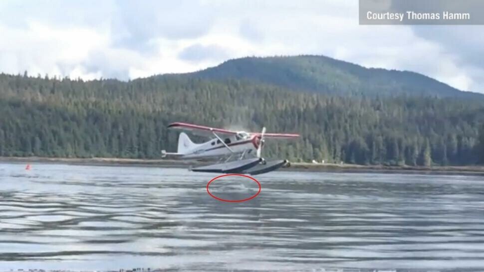 Un hidroavion a fost pe punctul de a ateriza pe o balena! VIDEO