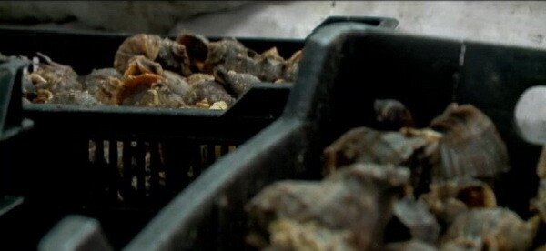 In supermarketurile din Romania, un kilogram se vinde cu 70 de lei. Afacerea care i-a imbogatit pe acesti romani. VIDEO
