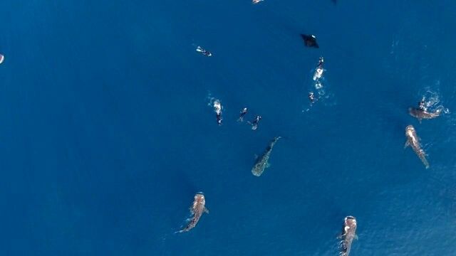 Fenomen extrem de rar in mijlocul oceanului: Ce se intampla in apa e cu adevarat spectaculos! VIDEO