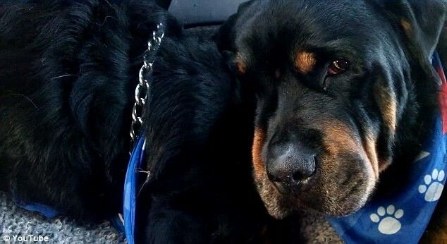 Brutus, un caine din rasa rottweiler, isi plange fratele mort! VIDEO