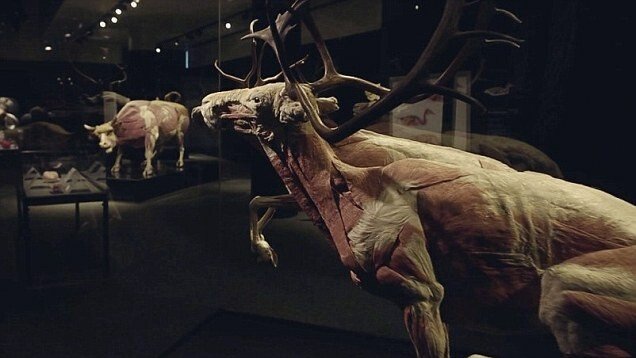 Expozitie controversata cu animale disecate si plastifiate, realizata de creatorul "The Human Body" VIDEO