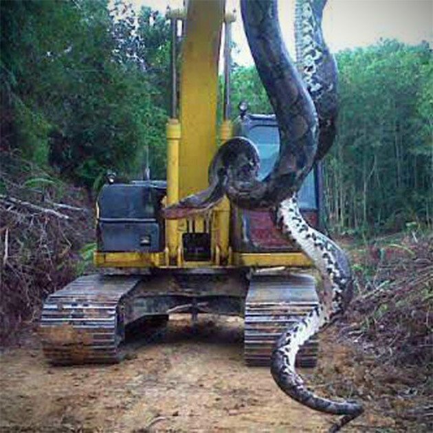 Ar putea fi cel mai mare sarpe din lume! E incredibil cum a fost omorat gigantul de peste 300kg