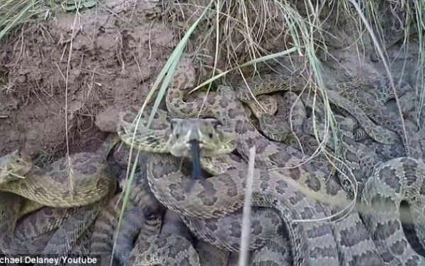 A vrut sa filmeze o groapa de serpi din toate unghiurile! Imaginile sunt terifiante