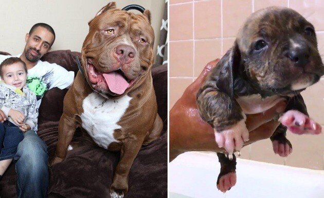 Hulk e tata! Cel mai mare PITBULL din lume costa 500.000 de dolari! Cat valoreaza puiul lui