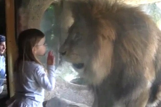 Moment de panica la o Gradina Zoologica! O fetita s-a apropiat prea mult de un leu! Ce s-a intamplat in clipa urmatoare