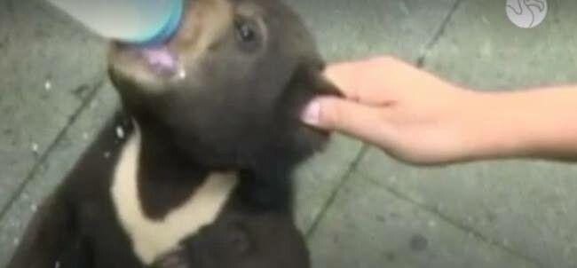 Un barbat din China a adoptat un caine, dar si-a dat seama ca era un alt animal! Ce soc a avut cand si-a dat seama