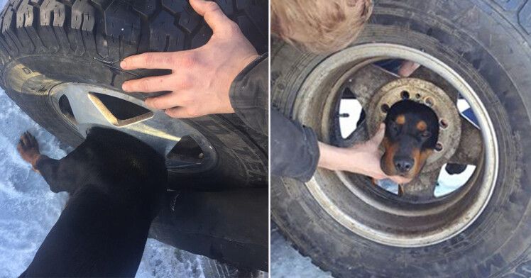 Cum a fost salvat acest caine dupa ce a fost prins ore intregi! Veterinarul n-a avut ce sa faca