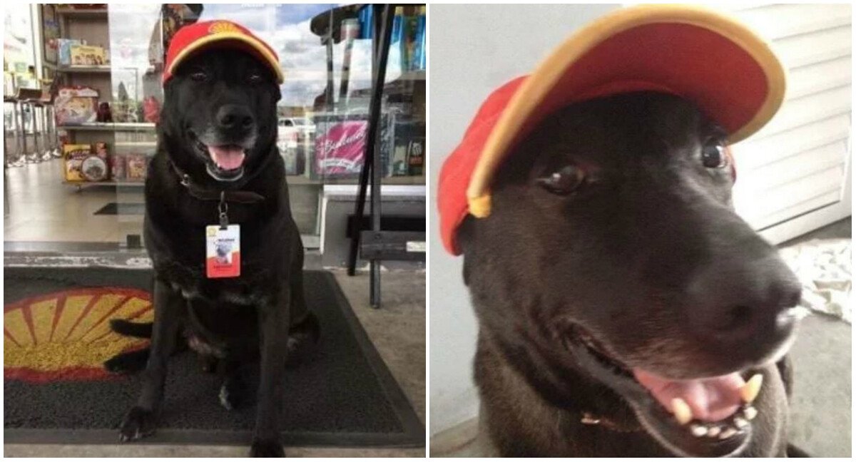 Un labrador abandonat a fost gasit de o femeie care l-a angajat! Ce job are acest caine: "Toata lumea il iubeste!"