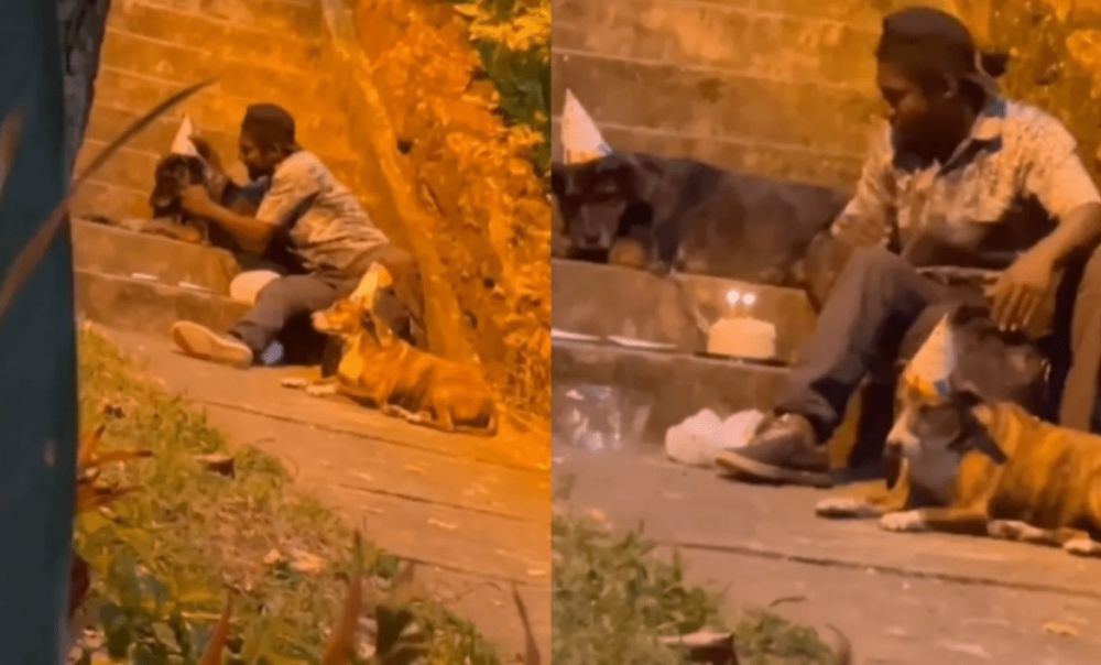 Tânăr fără adăpost, filmat când își sărbătorește câinii cu tort și lumânări. Extraordinar ce s-a întâmplat după! - VIDEO