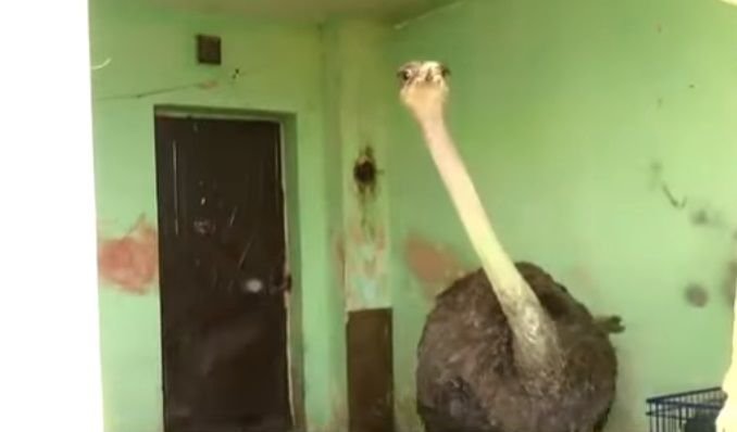 Struţul, pasăre de companie! O familie din Drobeta Turnu-Severin a crescut un struţ în garsonieră