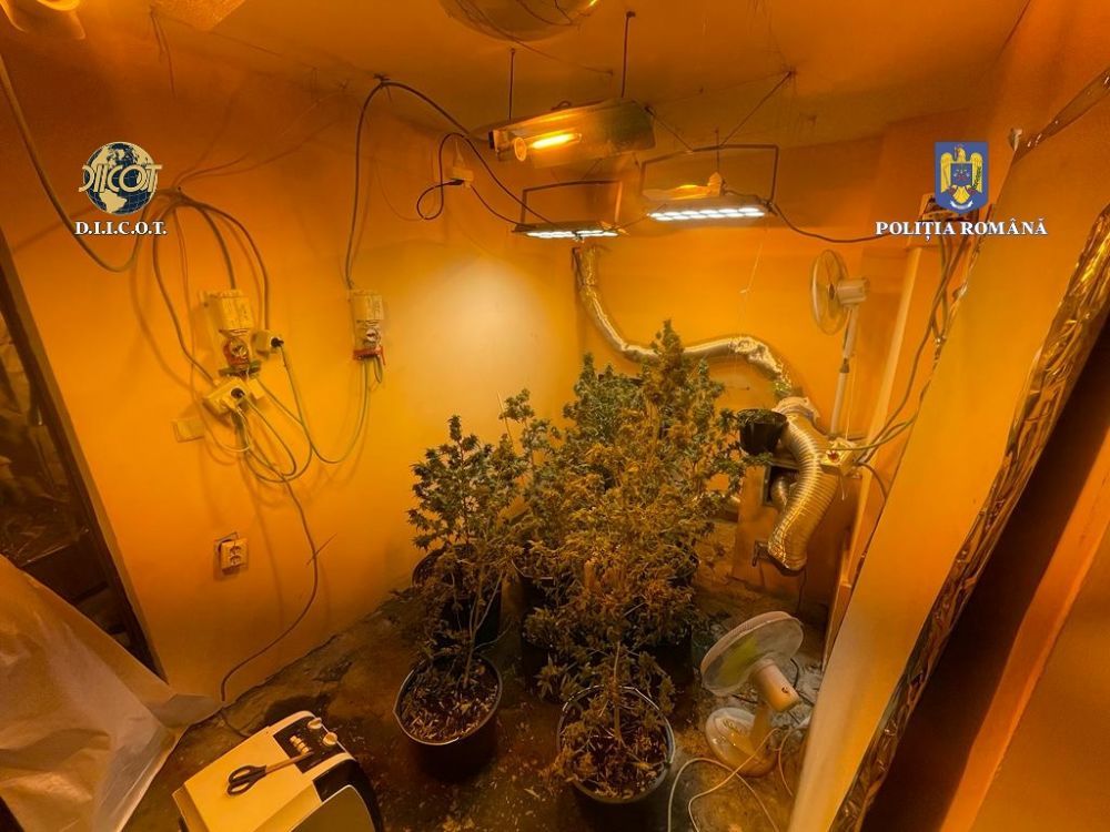 Cum şi-a amenajat un bucureştean o plantaţie de canabis la bloc: sistem de irigare, iluminat şi filtrare. Imagini DIICOT